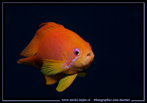 Red fish in the Red Sea.......... Que du Bonheur... :O)... by Michel Lonfat 